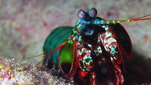 Mantis Shrimp