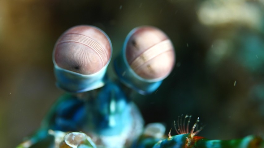 Olhos do Odontodactylus scyllarus